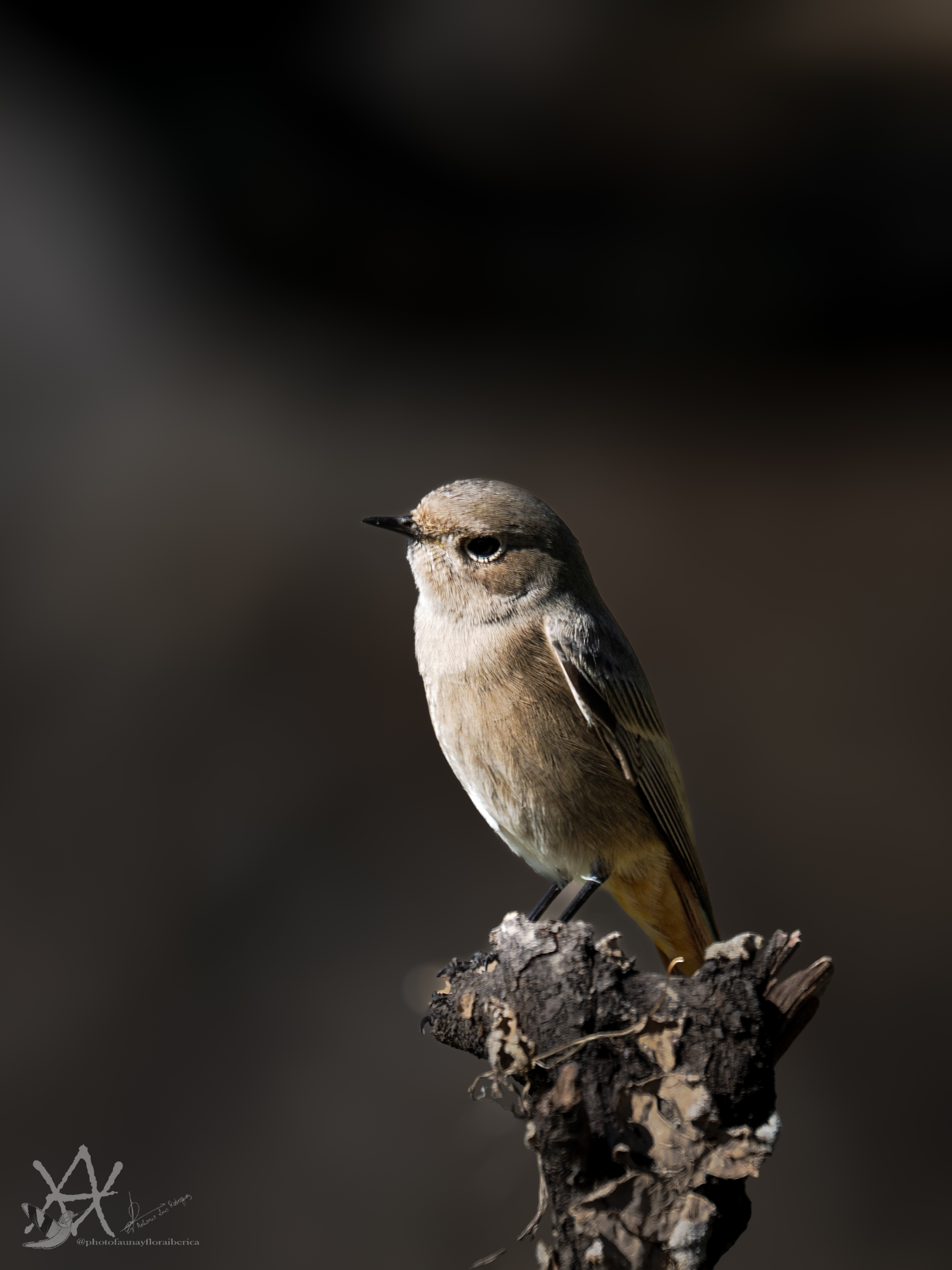 Colirrojo sobre tronco curioseando.