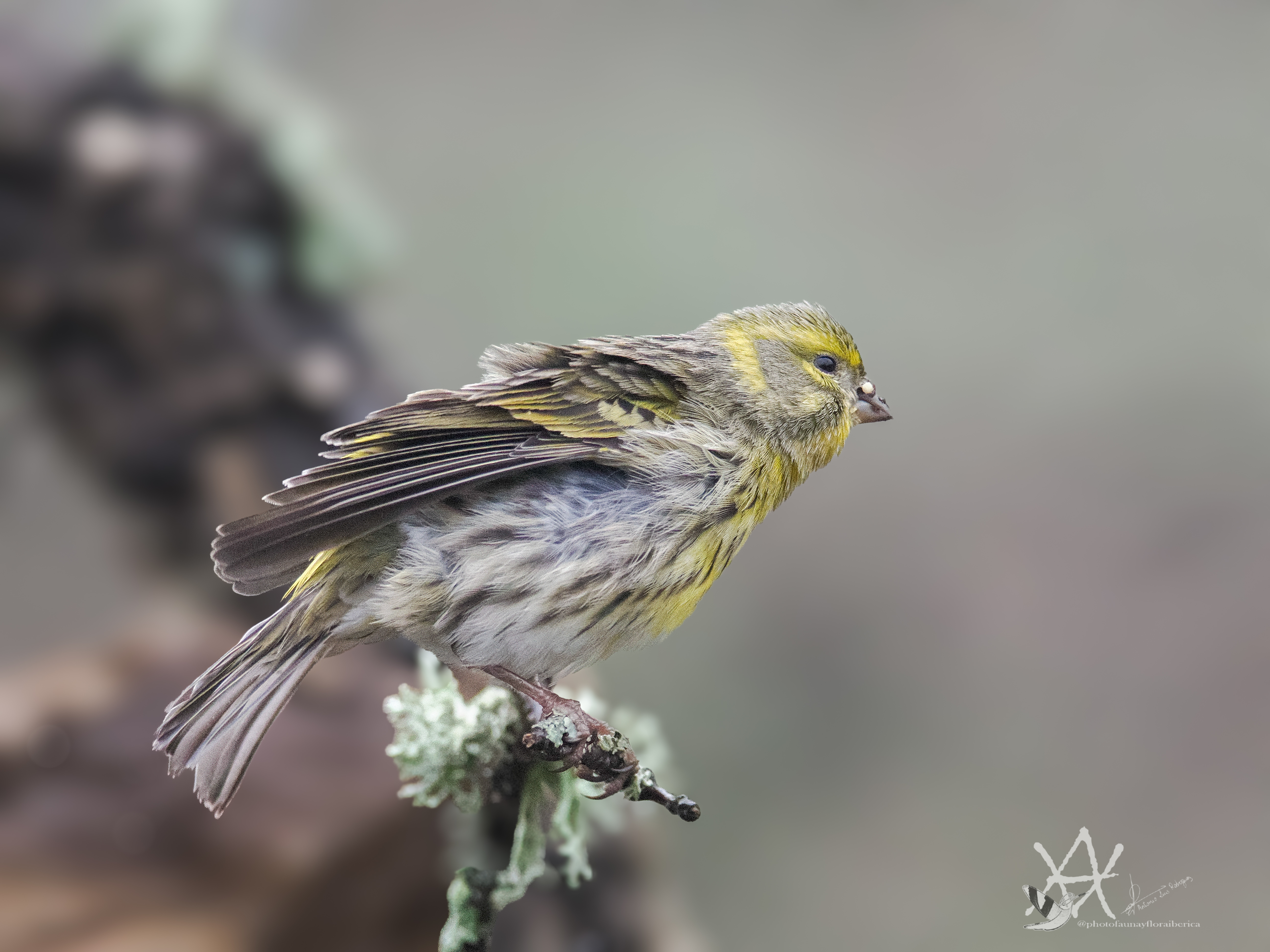 Chamarí bajo la lluvia.