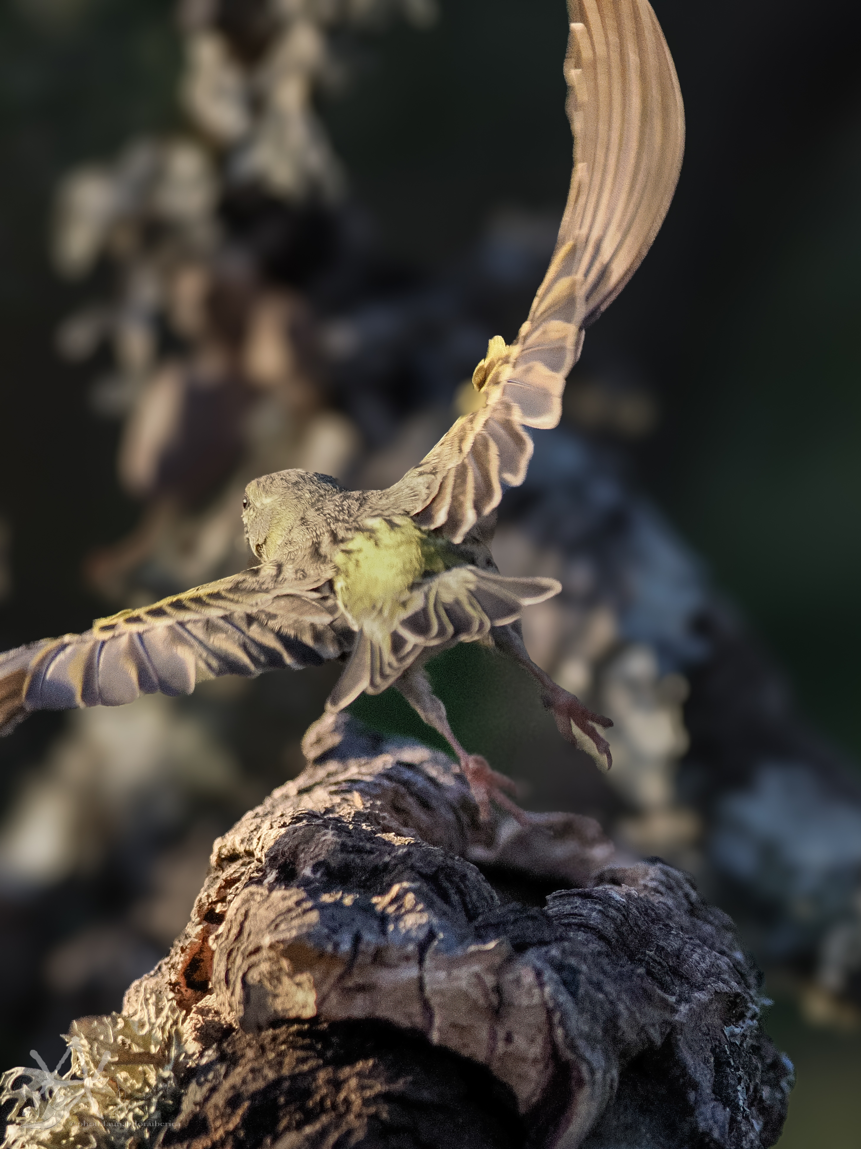Chamarí en despegue.