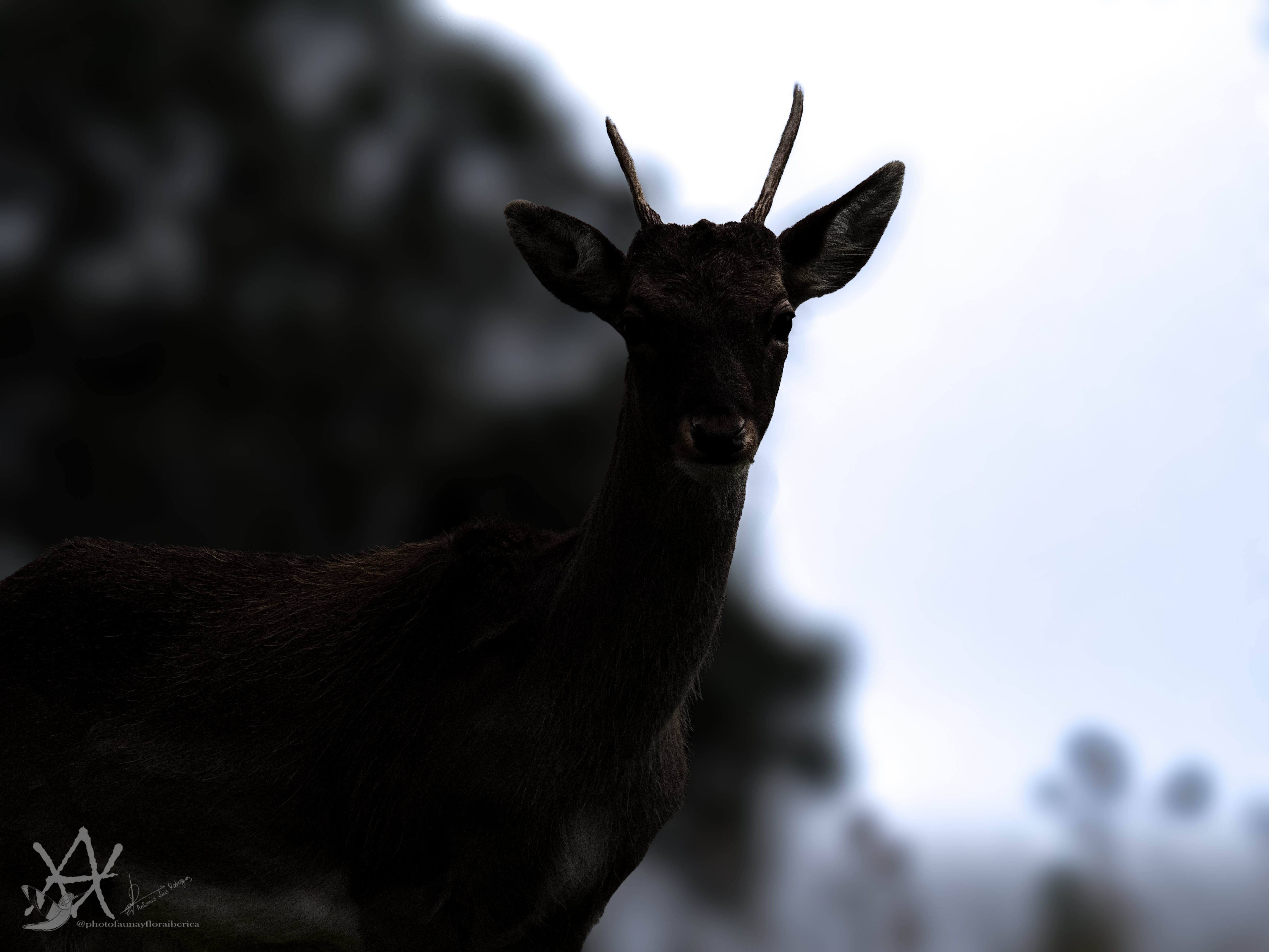 Gamo joven a contra luz