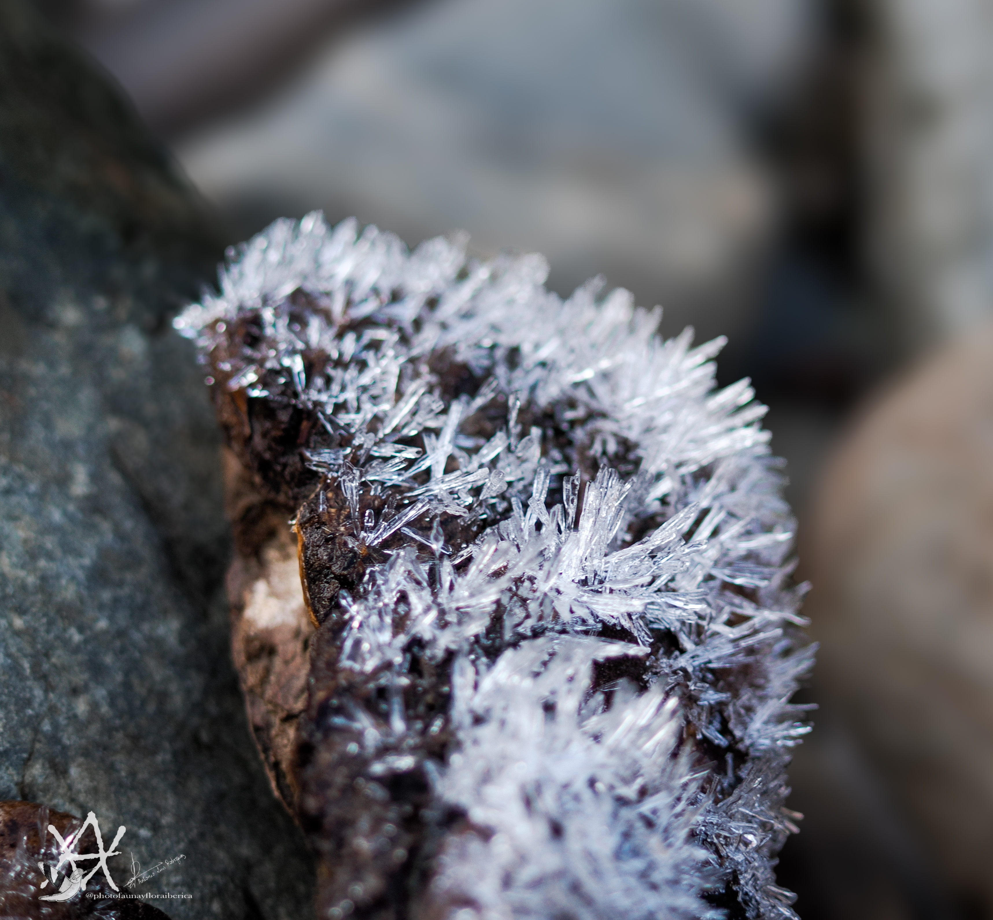 Helada de la mañana