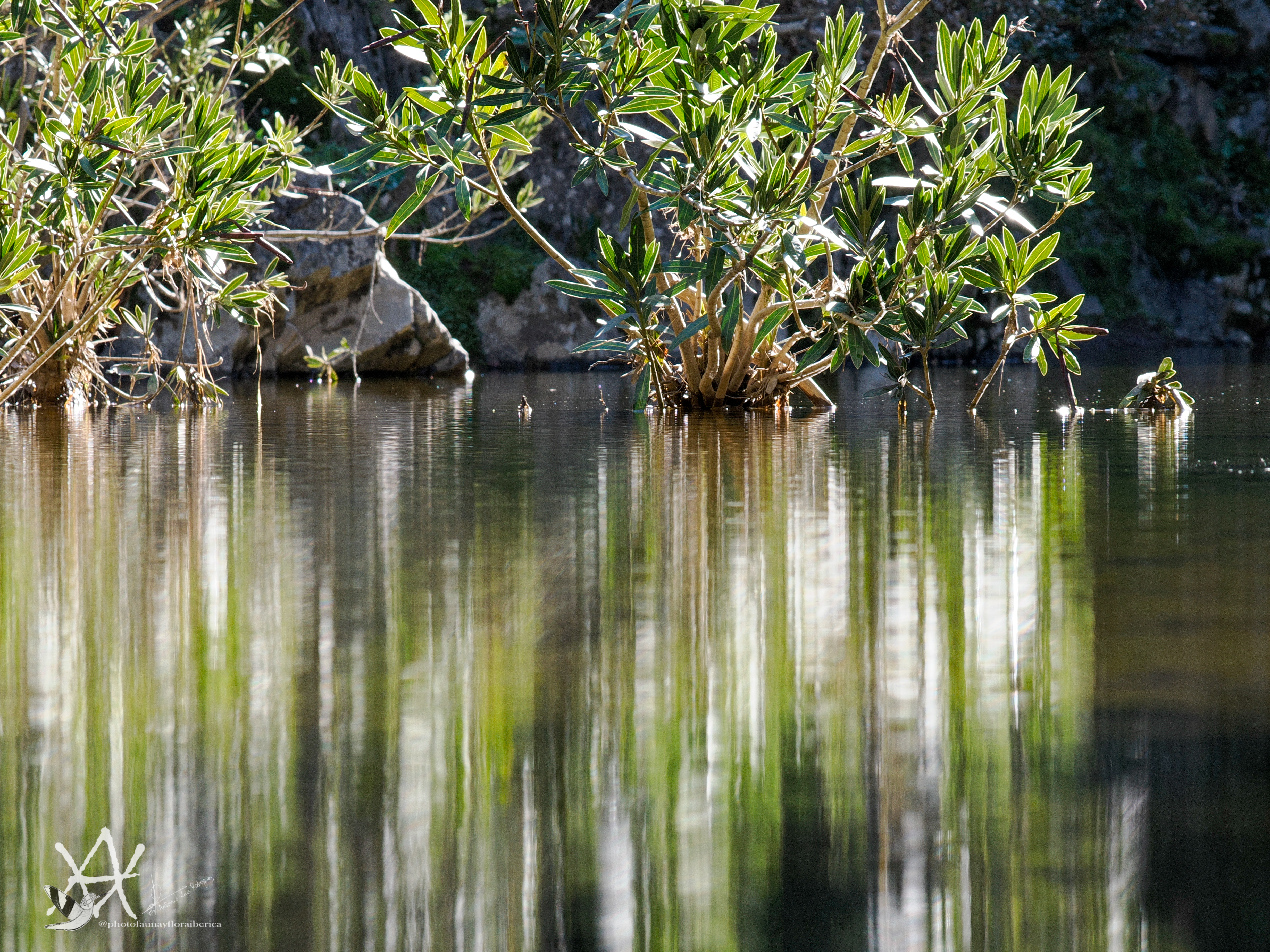 Reflejos en el lago
