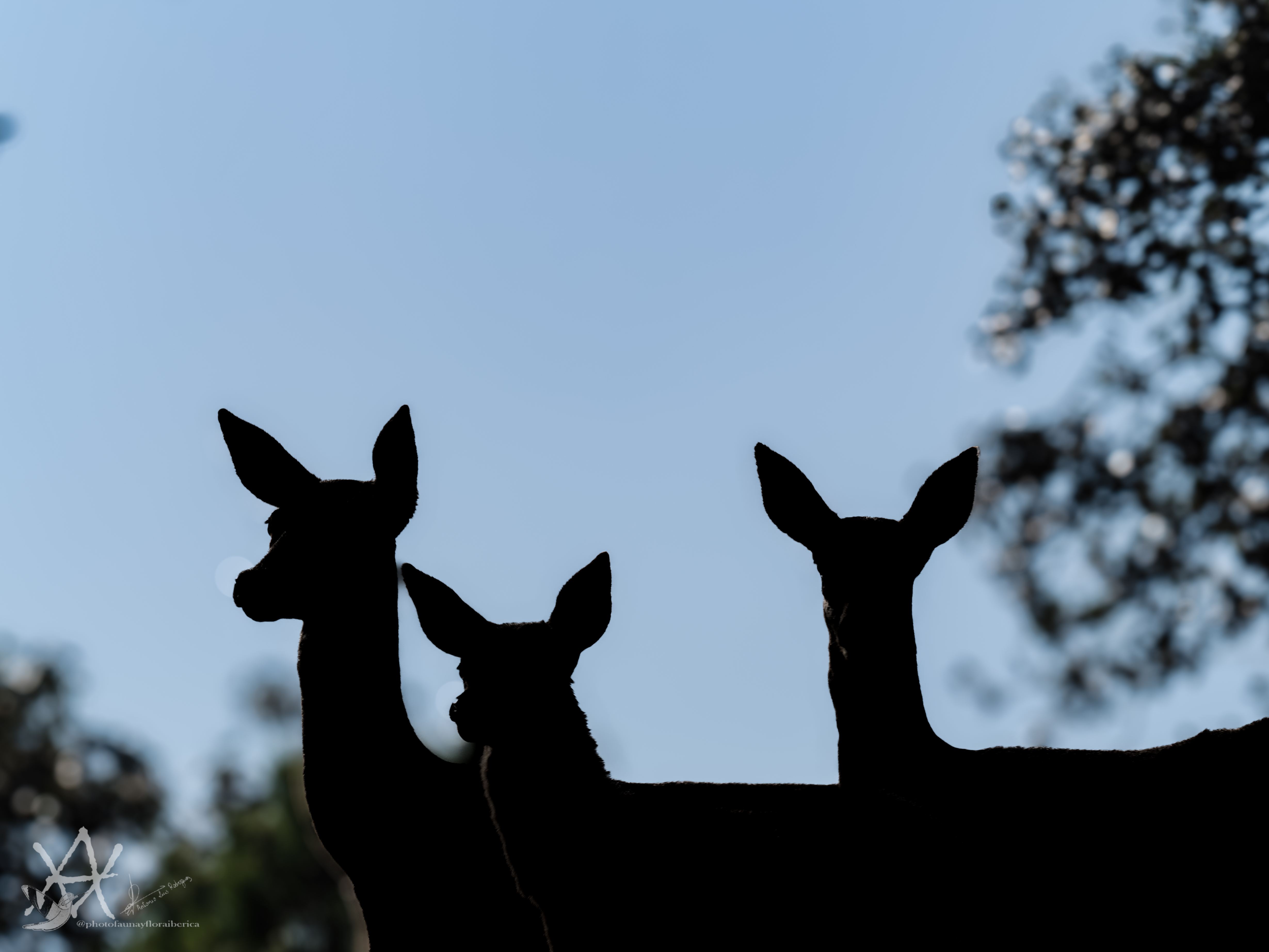 Silueta de ciervas