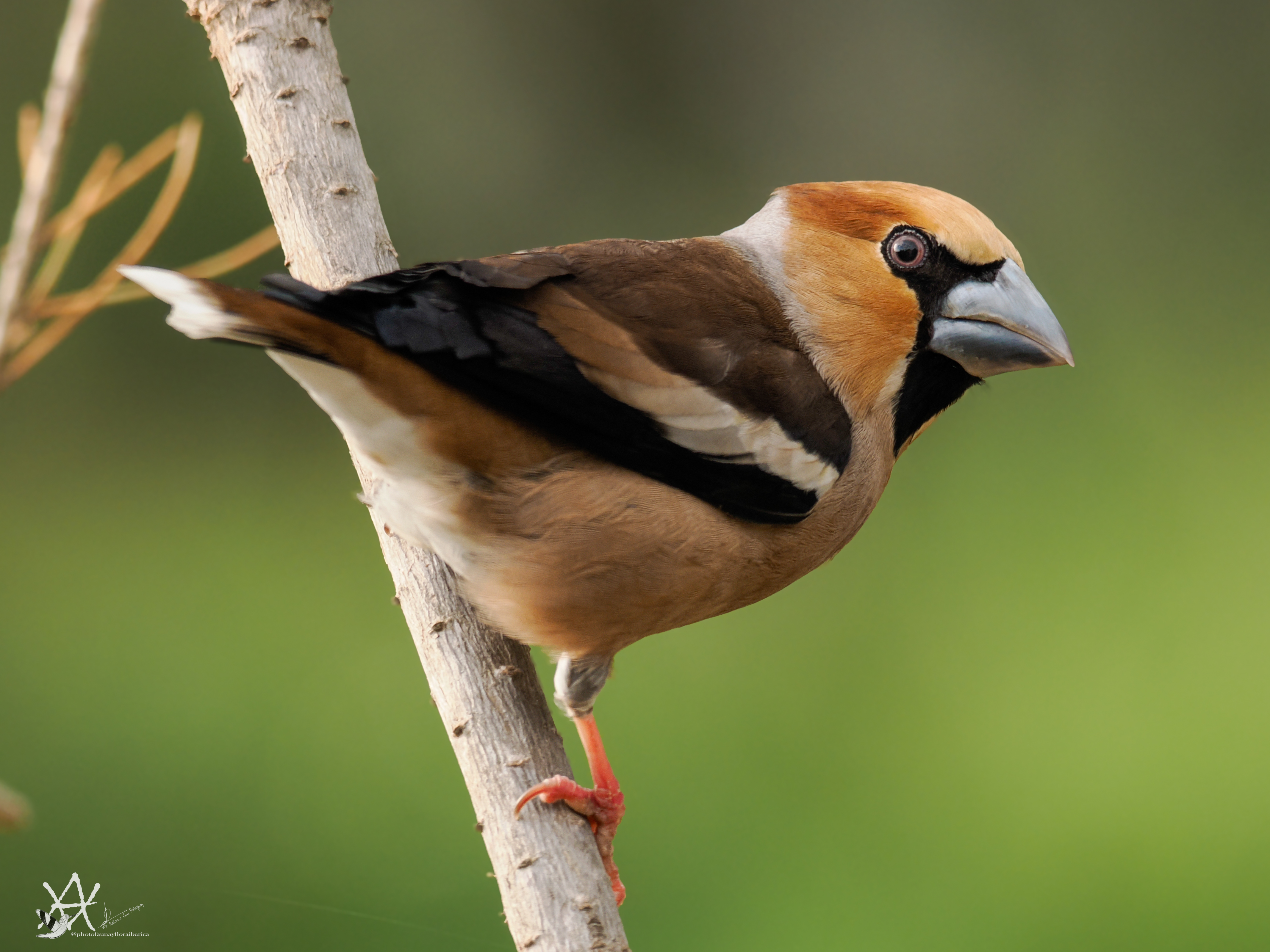 picogordo (Coccothraustes coccothraustes)