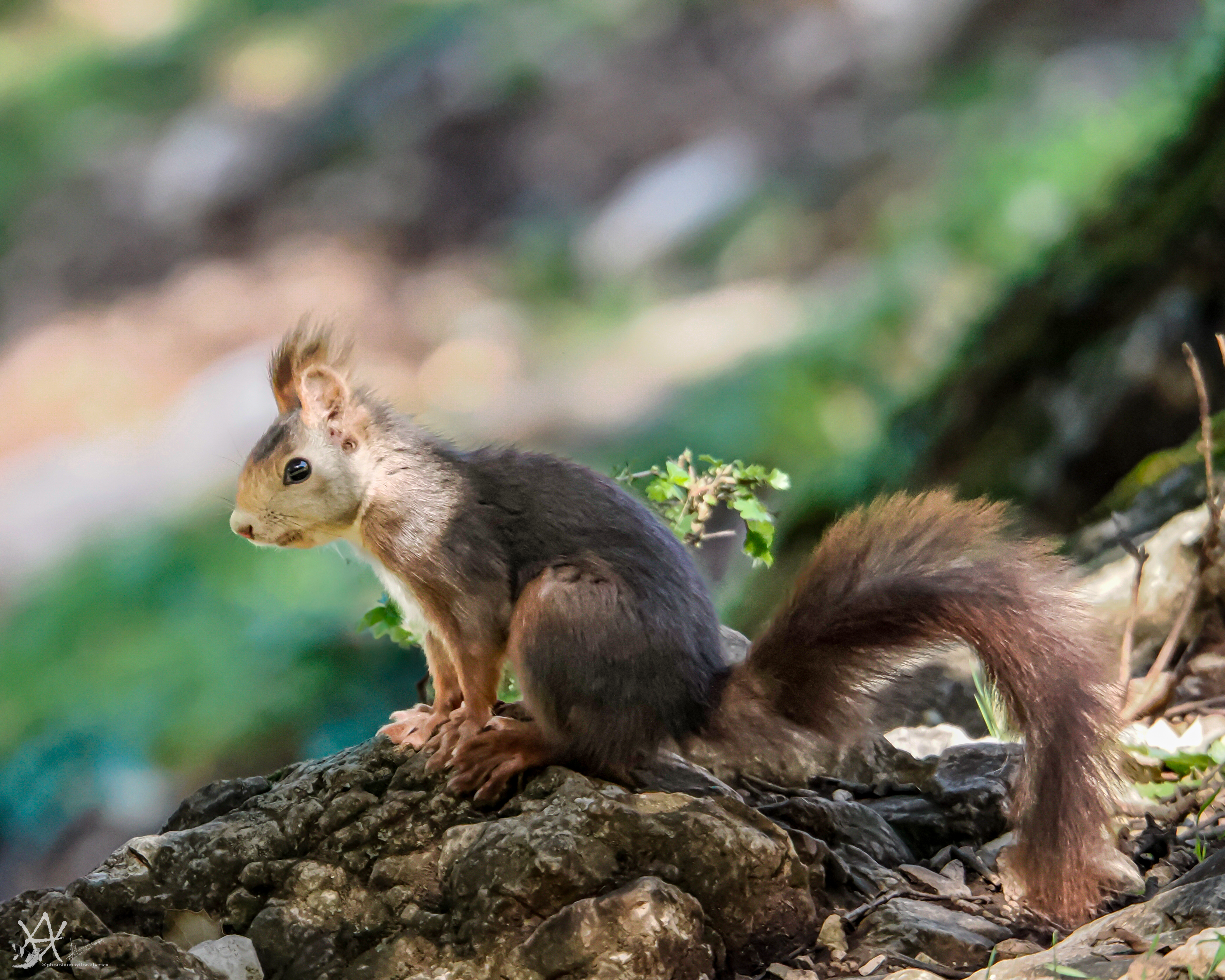 ardilla roja (su nombre científico es Sciurus vulgaris)