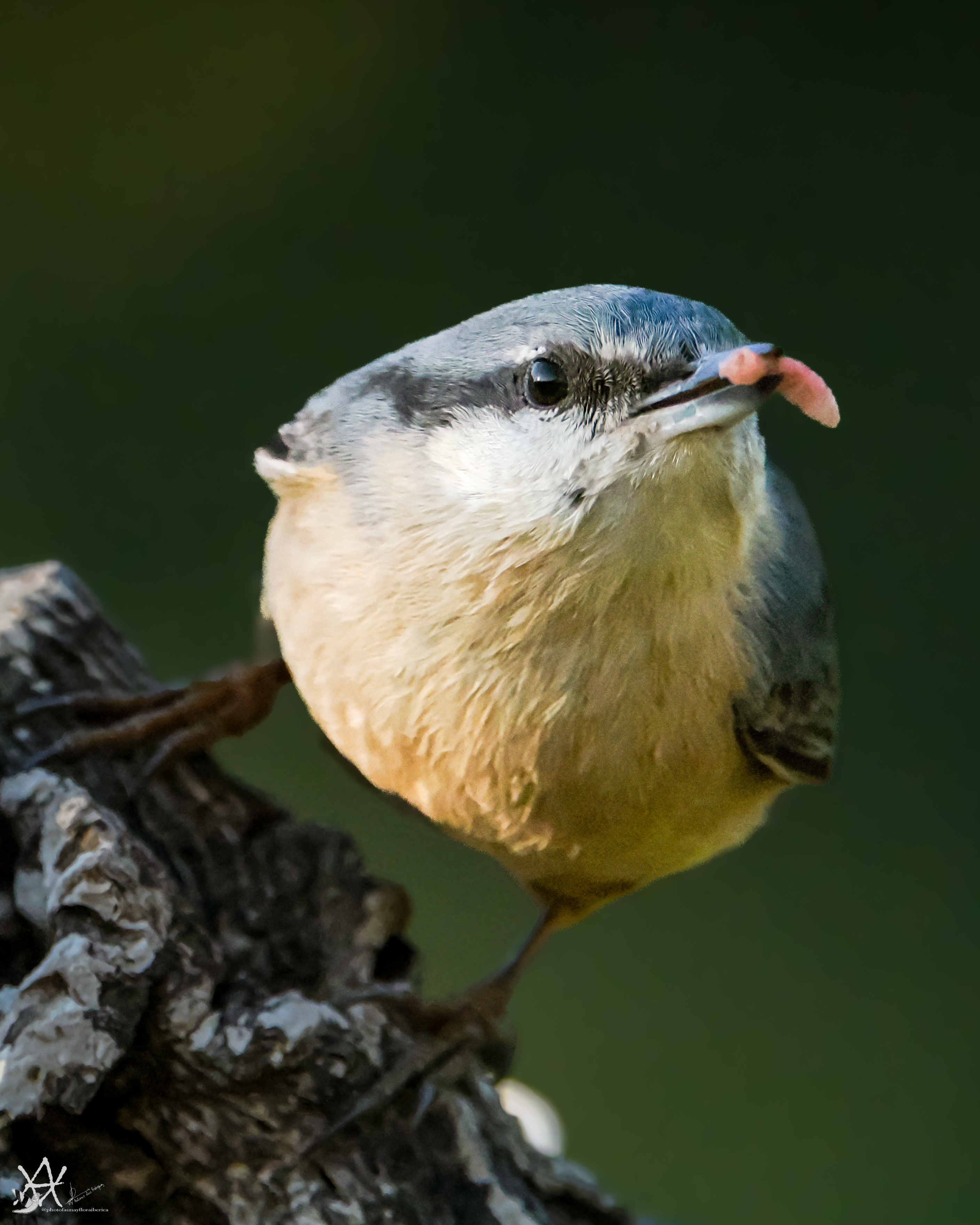 trepador azul (Sitta europaea)