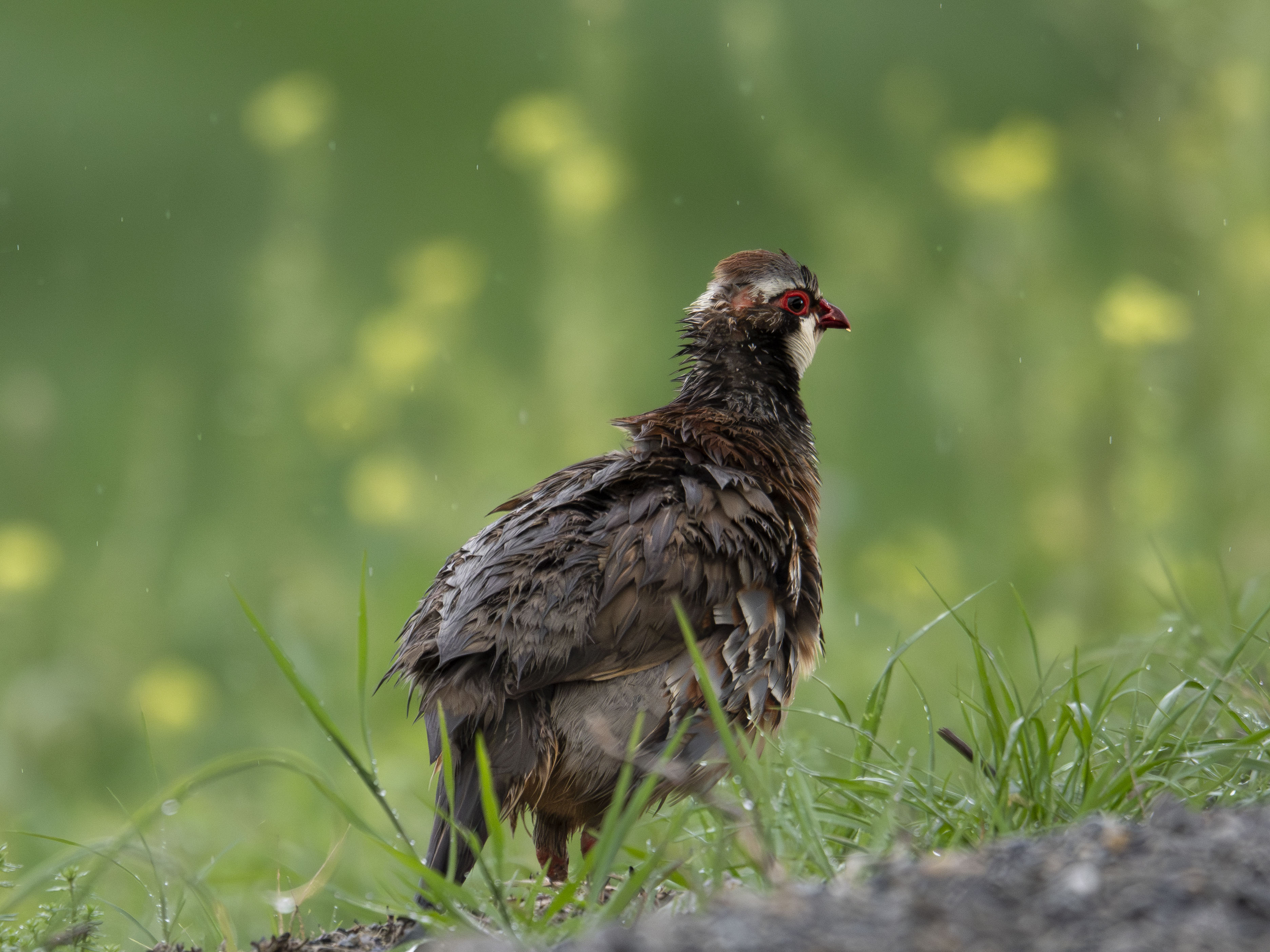 Supervivencia bajo la lluvia: Retrato íntimo de una Perdiz Roja mojada en el campo durante la primavera