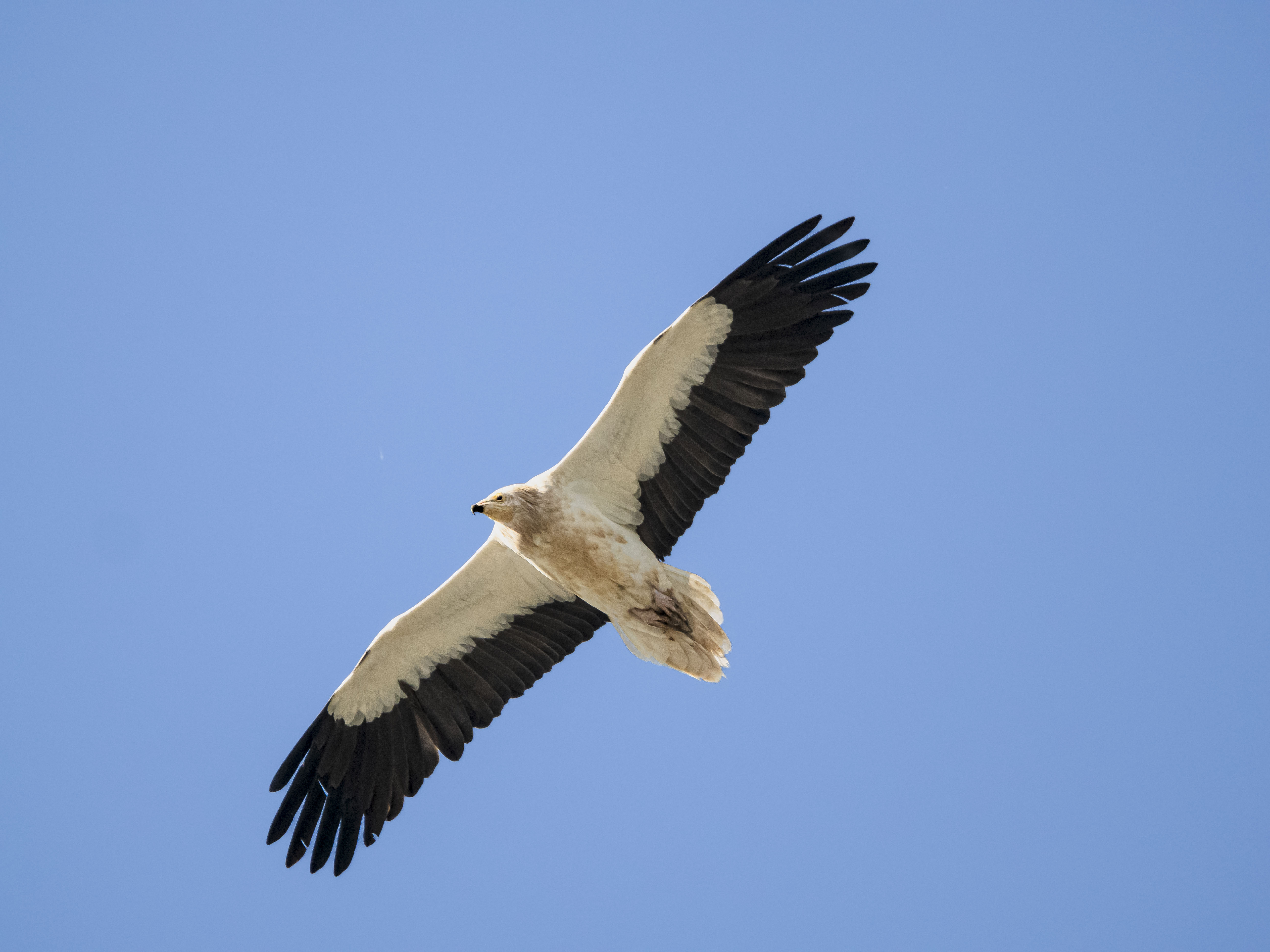 Alimoche común (Neophron percnopterus) o guirre volando en cielo azul despejado, vista inferior de ave rapaz blanca con puntas de alas negras en libertad.