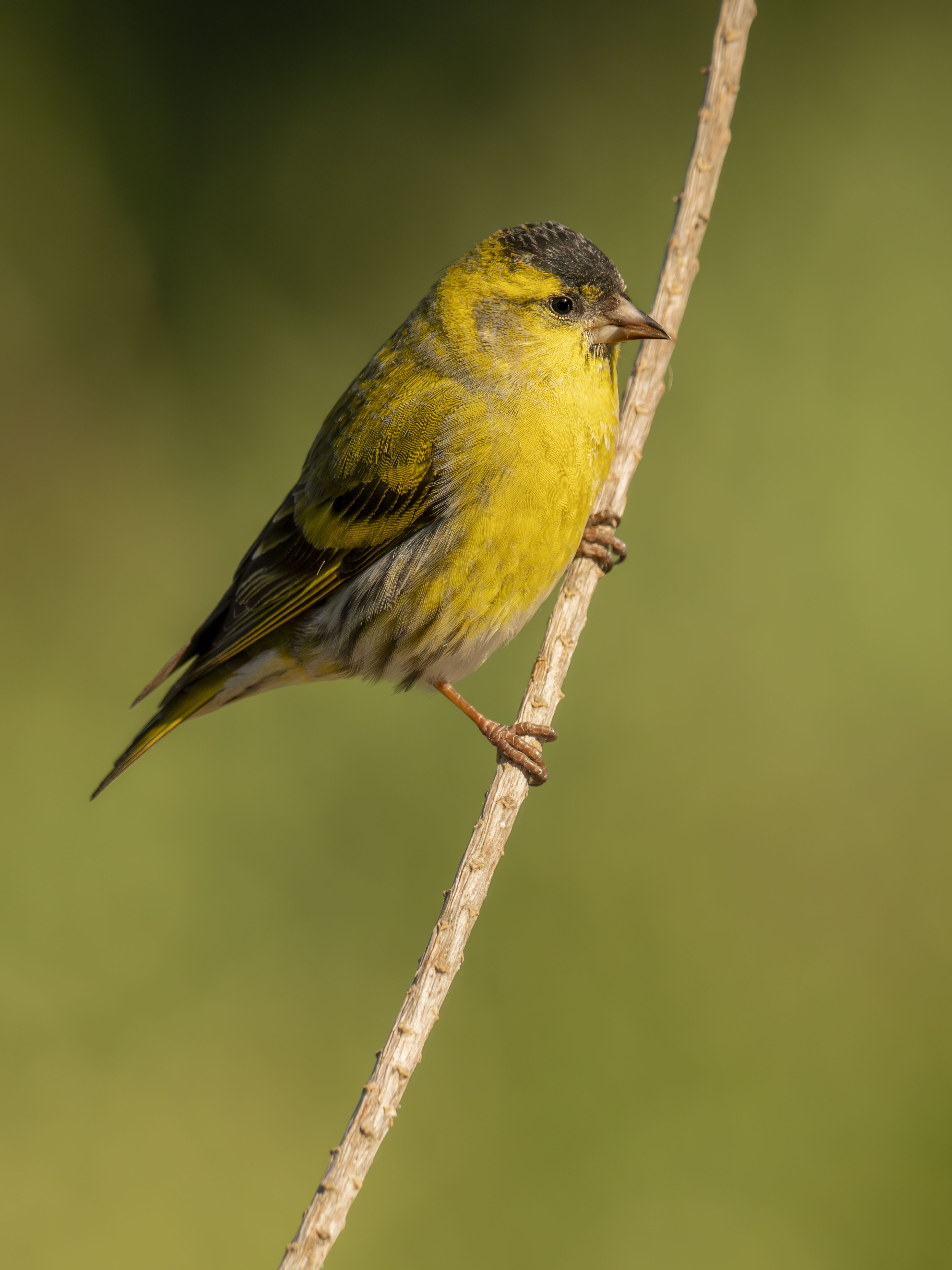 Lúgano macho (Spinus spinus) posado en una rama delgada, pequeño pájaro cantor de plumaje amarillo y verde en la naturaleza con fondo desenfocado.