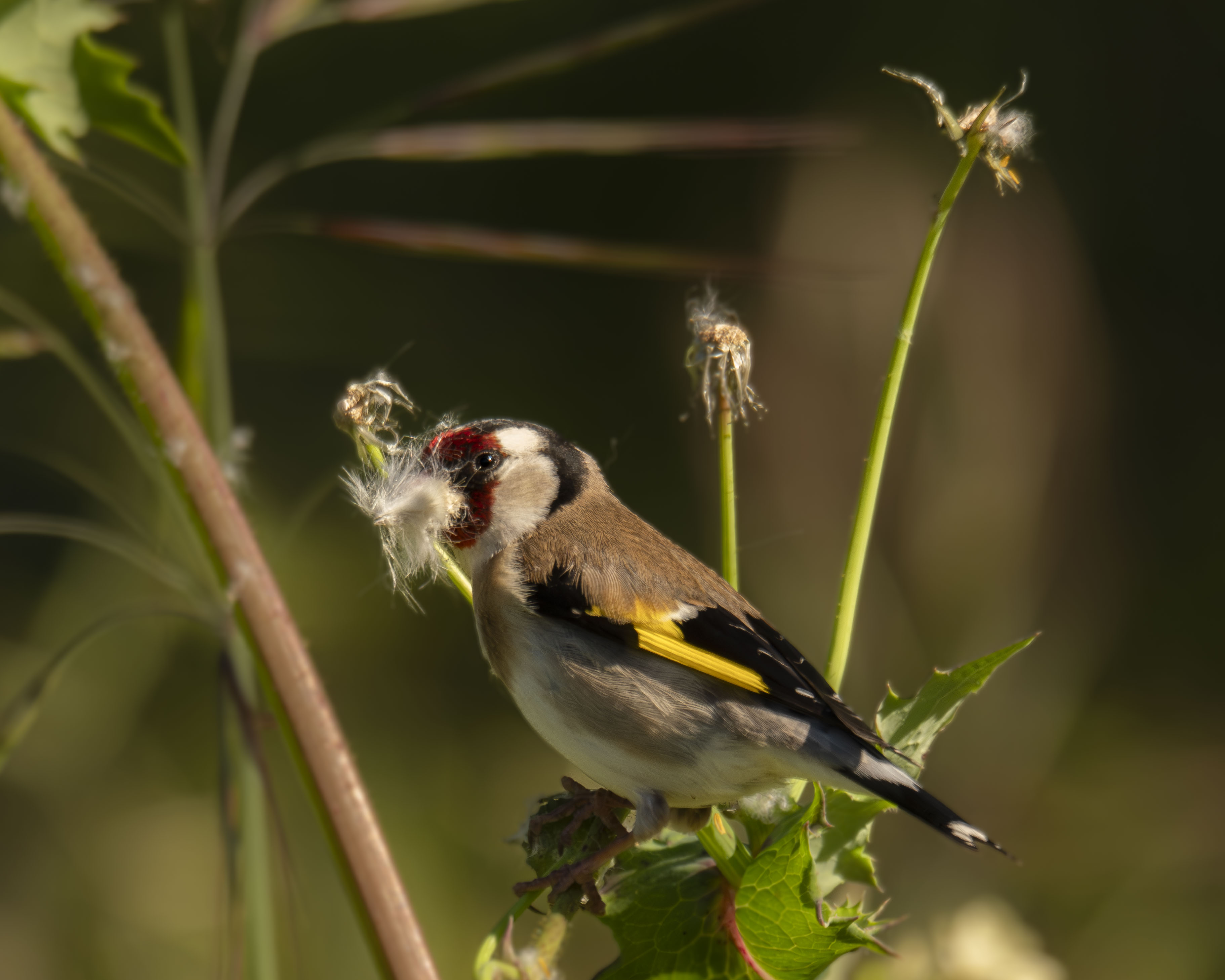 Jilguero europeo (Carduelis carduelis) posado en una planta de cardo alimentándose de semillas en un entorno natural salvaje. Retrato de ave colorida con plumaje rojo, amarillo y negro.