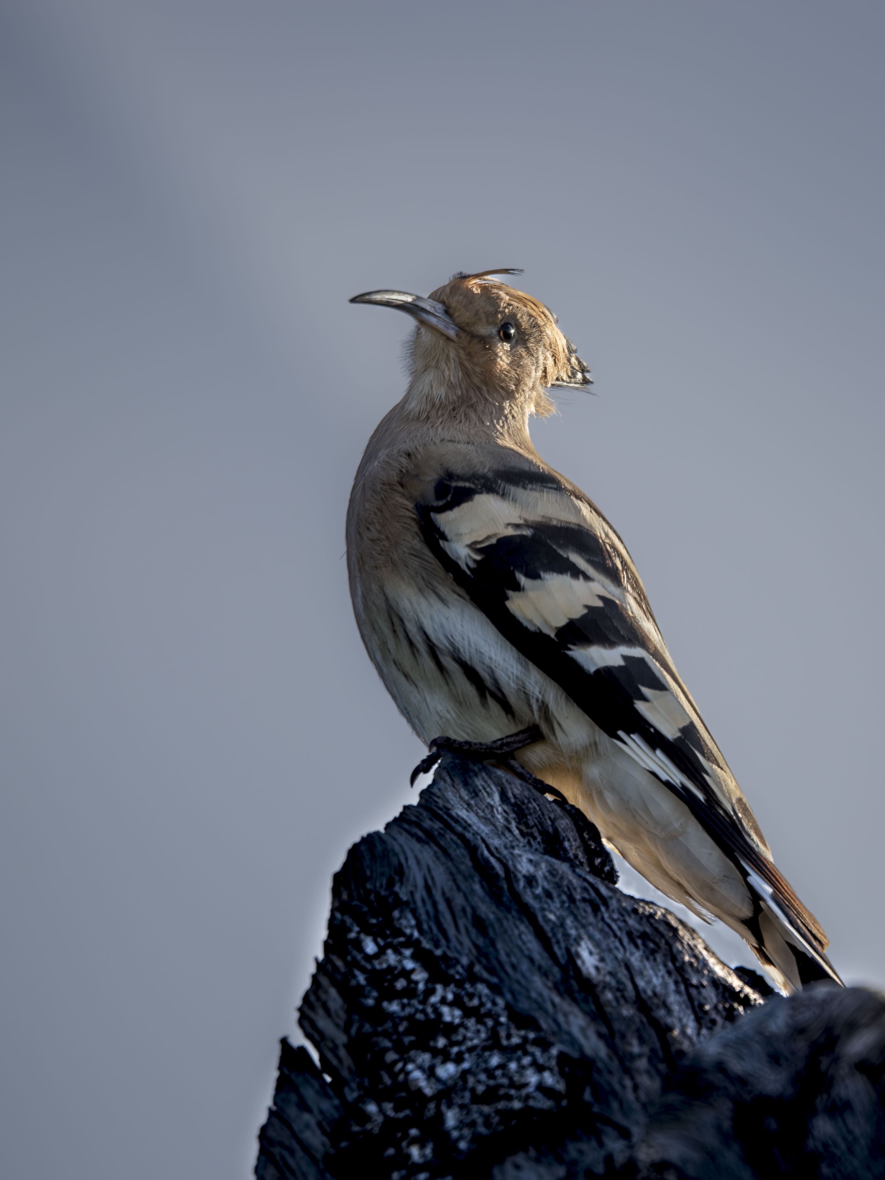 Abubilla común (Upupa epops) con cresta visible posada en tronco viejo durante el amanecer, iluminación de contraluz dorada y fondo de cielo azul claro.