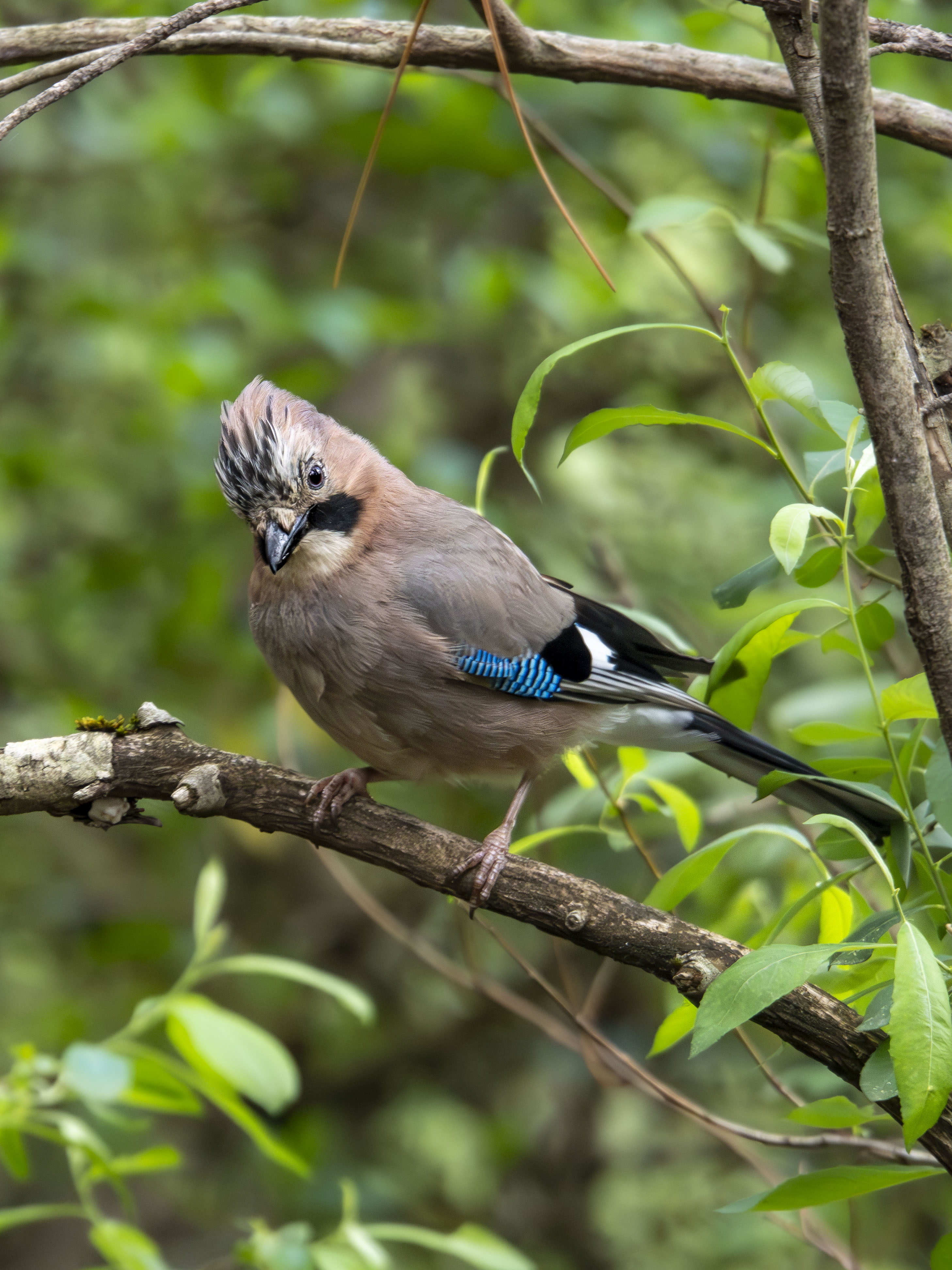 Arrendajo euroasiático (Garrulus glandarius) posado en una rama de árbol en un bosque frondoso, primer plano de ave silvestre con plumaje detallado y fondo verde.