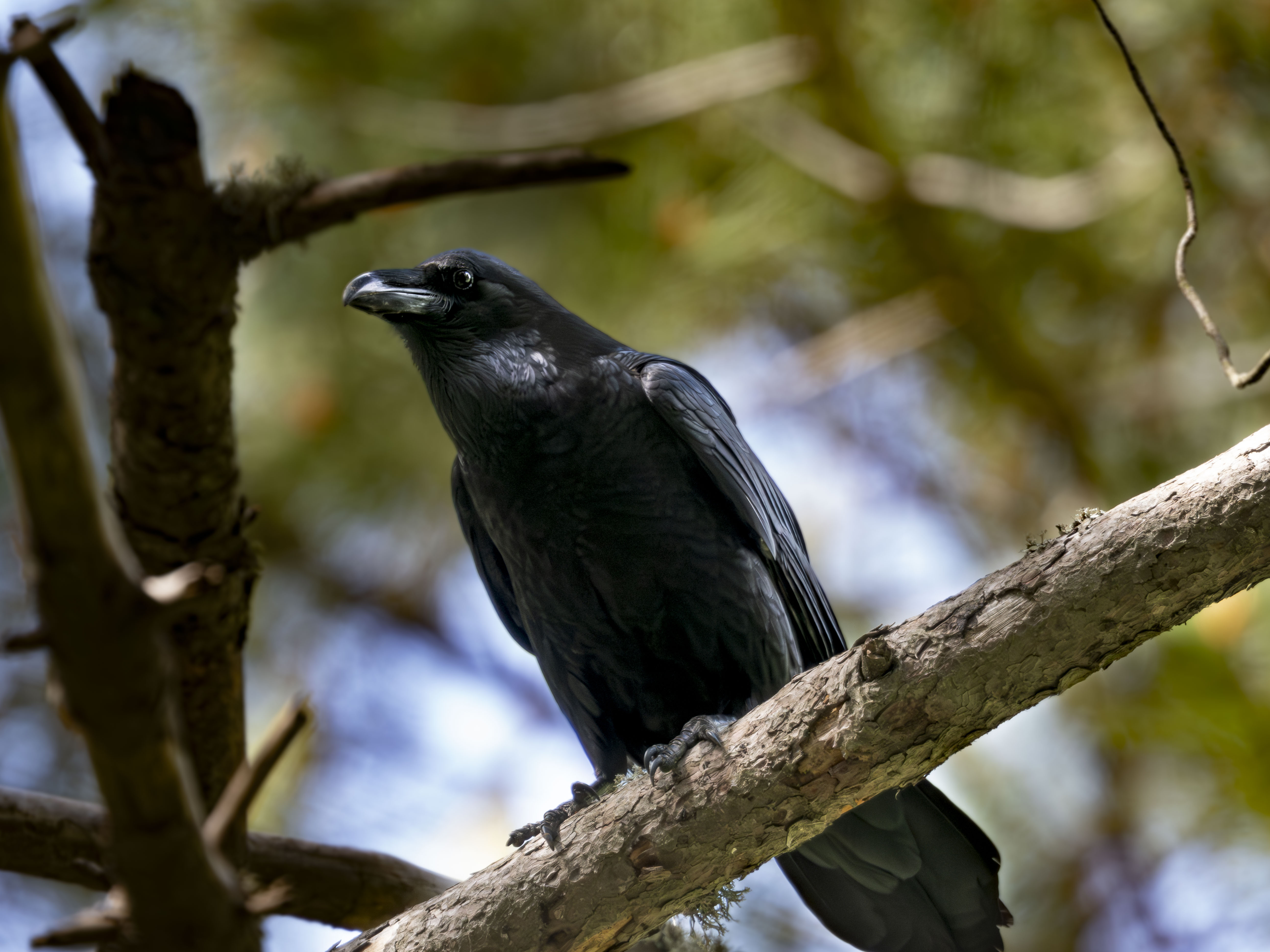 Cuervo grande (Corvus corax) posado en una rama de pino, retrato de ave negra inteligente con pico robusto y plumaje detallado en un entorno forestal, fotografía de fauna silvestre.