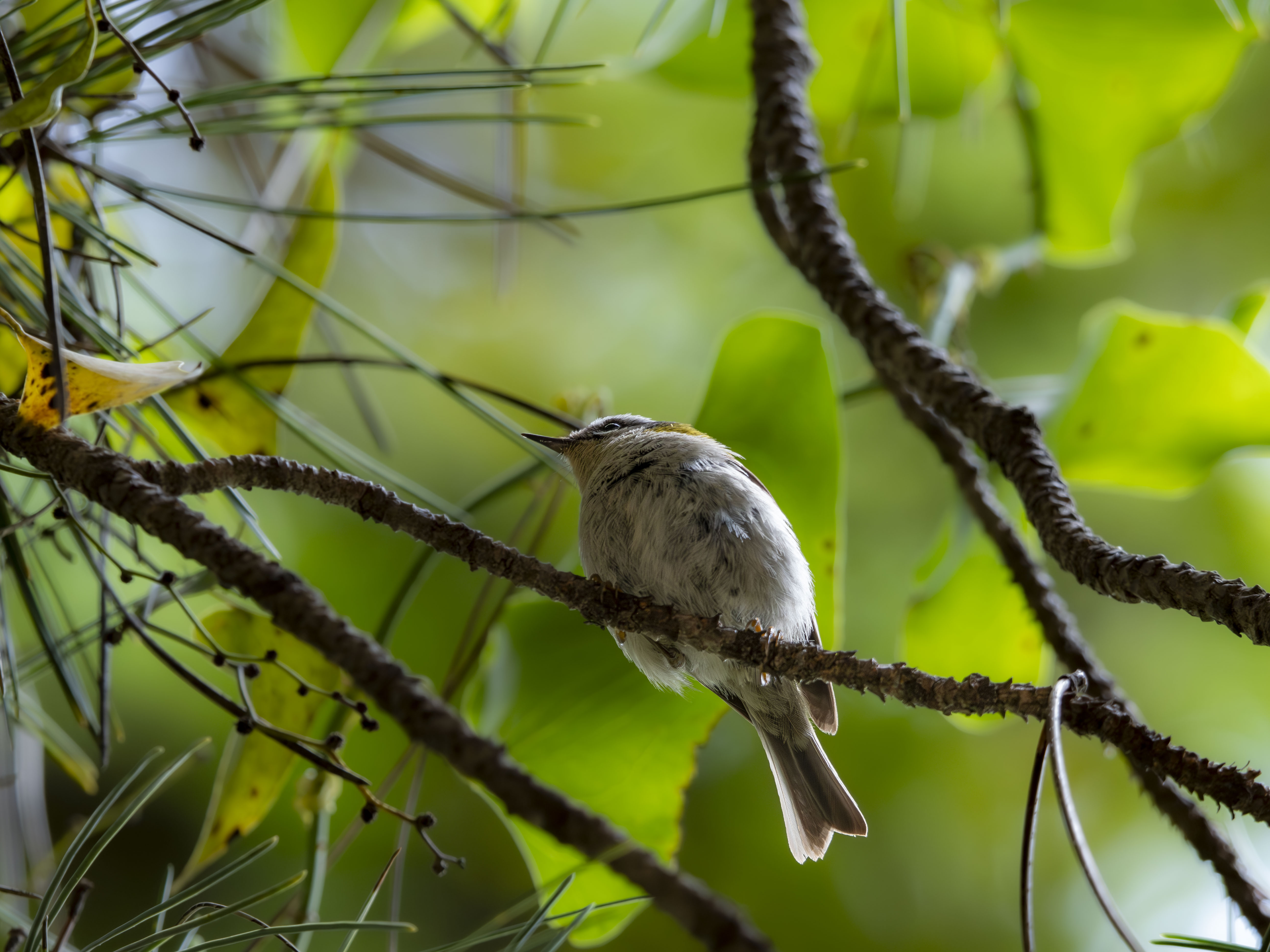 Reyezuelo listado (Regulus ignicapilla) posado en una rama, primer plano de una de las aves más pequeñas de Europa en un bosque con fondo verde desenfocado.