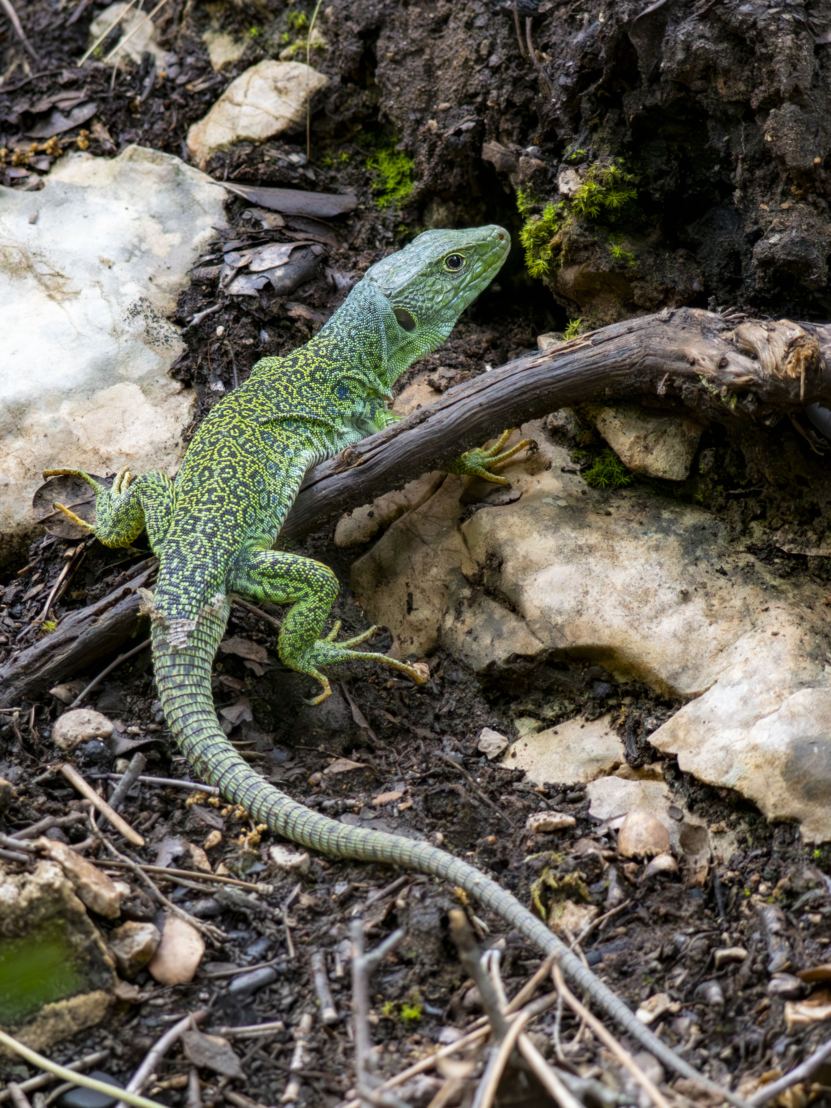 Lagarto ocelado (Timon lepidus) adulto sobre suelo terroso, primer plano de gran reptil verde con manchas azules y patrón reticulado negro en su hábitat mediterráneo natural.
