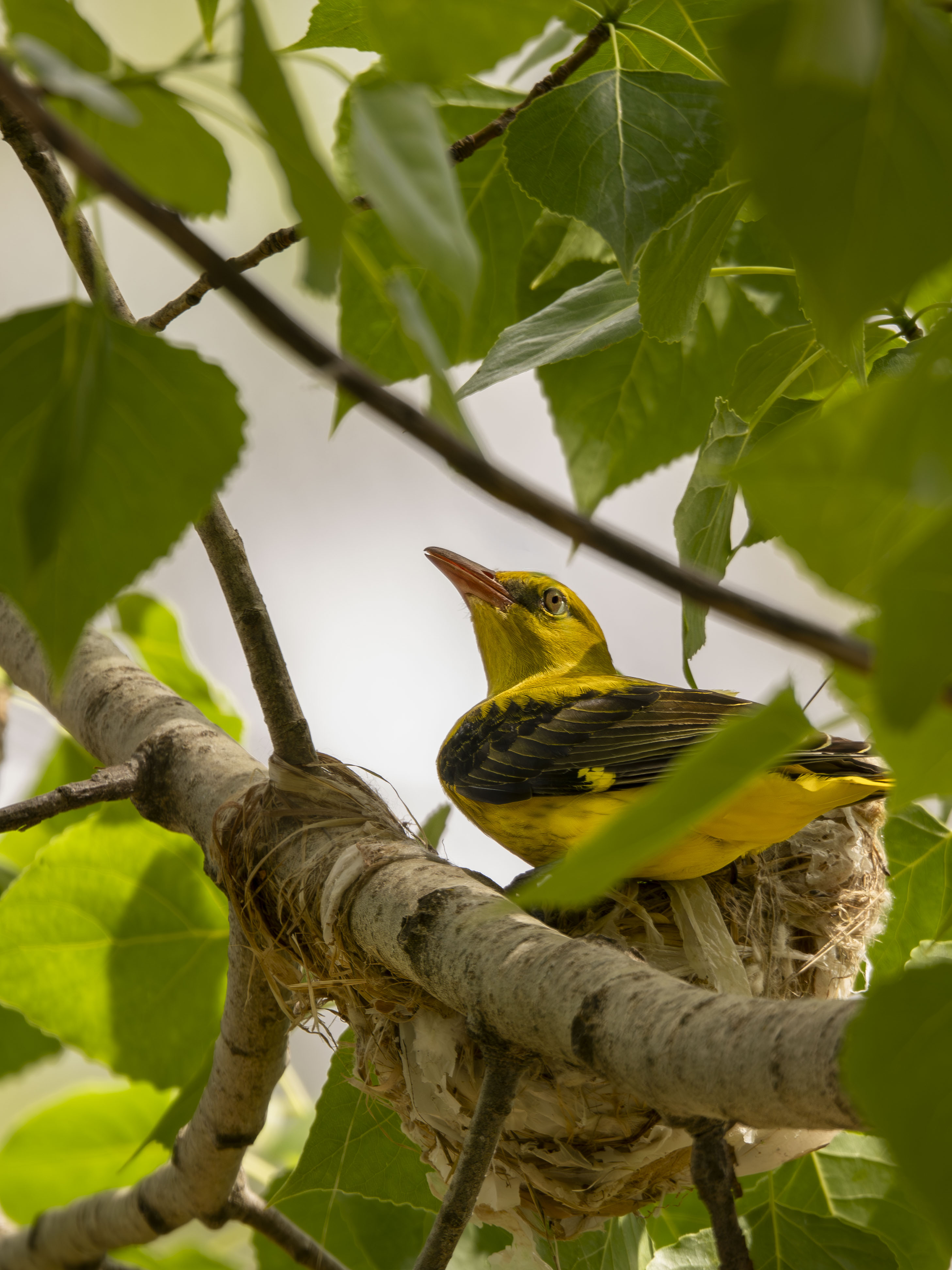 Oropendola europea macho en su nido tejido en la rama de un arbol. Ave paseriforme amarillo brillante en libertad en su habitat natural forestal en primavera. Fotografia de fauna silvestre de aves.
