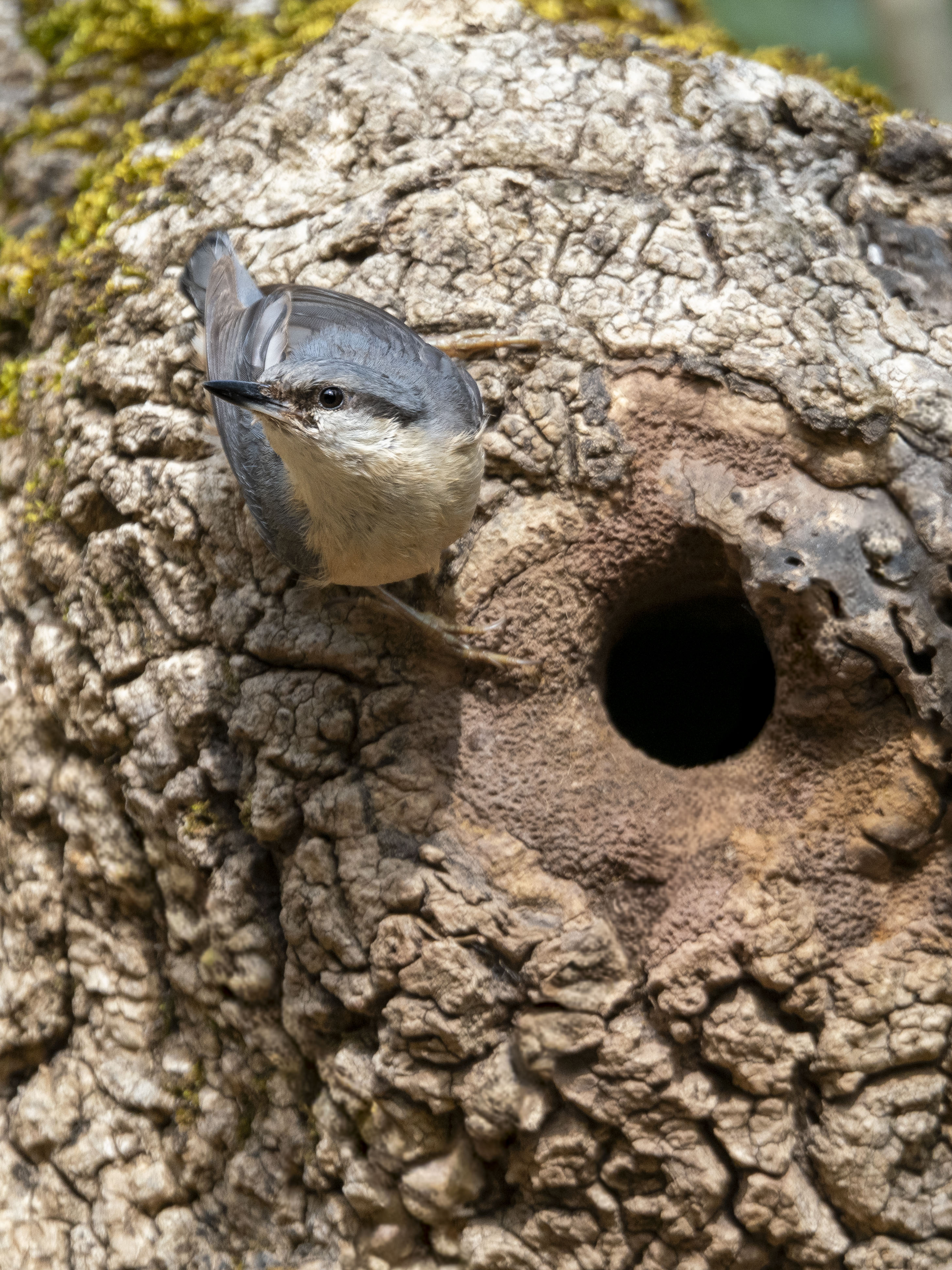 Trepador azul Sitta europaea en el tronco de un arbol junto a la entrada de su nido. Ave paseriforme de plumaje gris y vientre ocre en su habitat natural forestal. Fotografia de fauna silvestre.