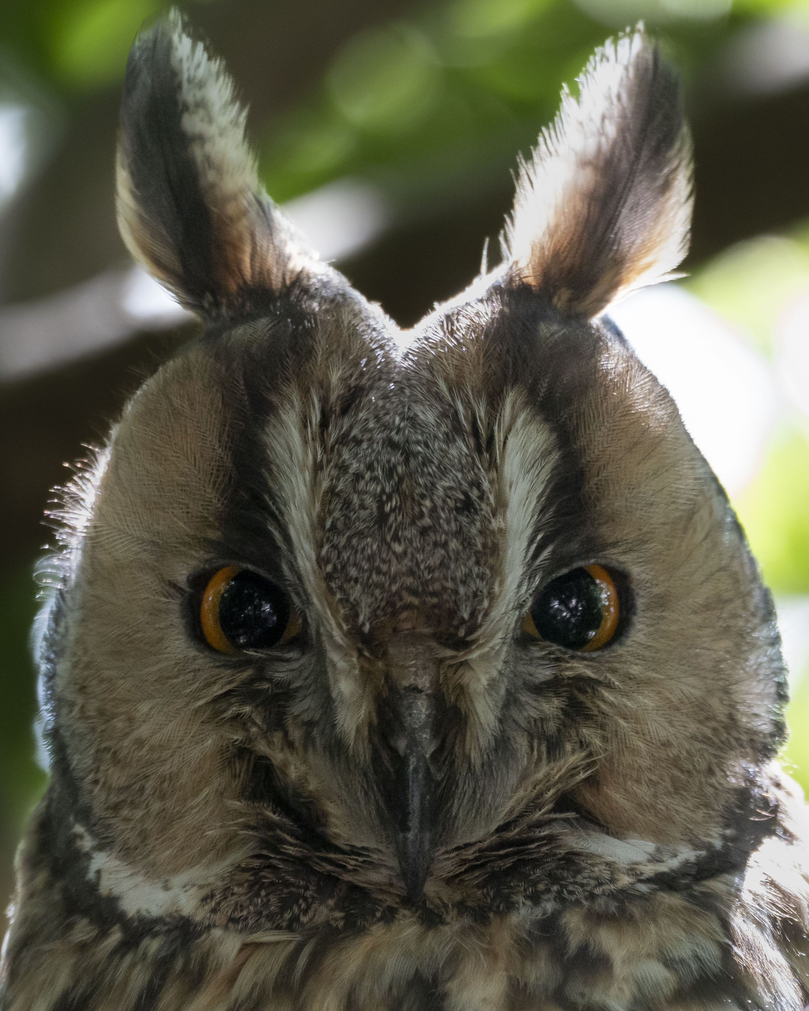 Primer plano de buho chico Asio otus. Detalle del disco facial de un ave rapaz nocturna con mirada fija y grandes ojos naranjas. Retrato macro de la cabeza y los penachos de una hermosa lechuza.