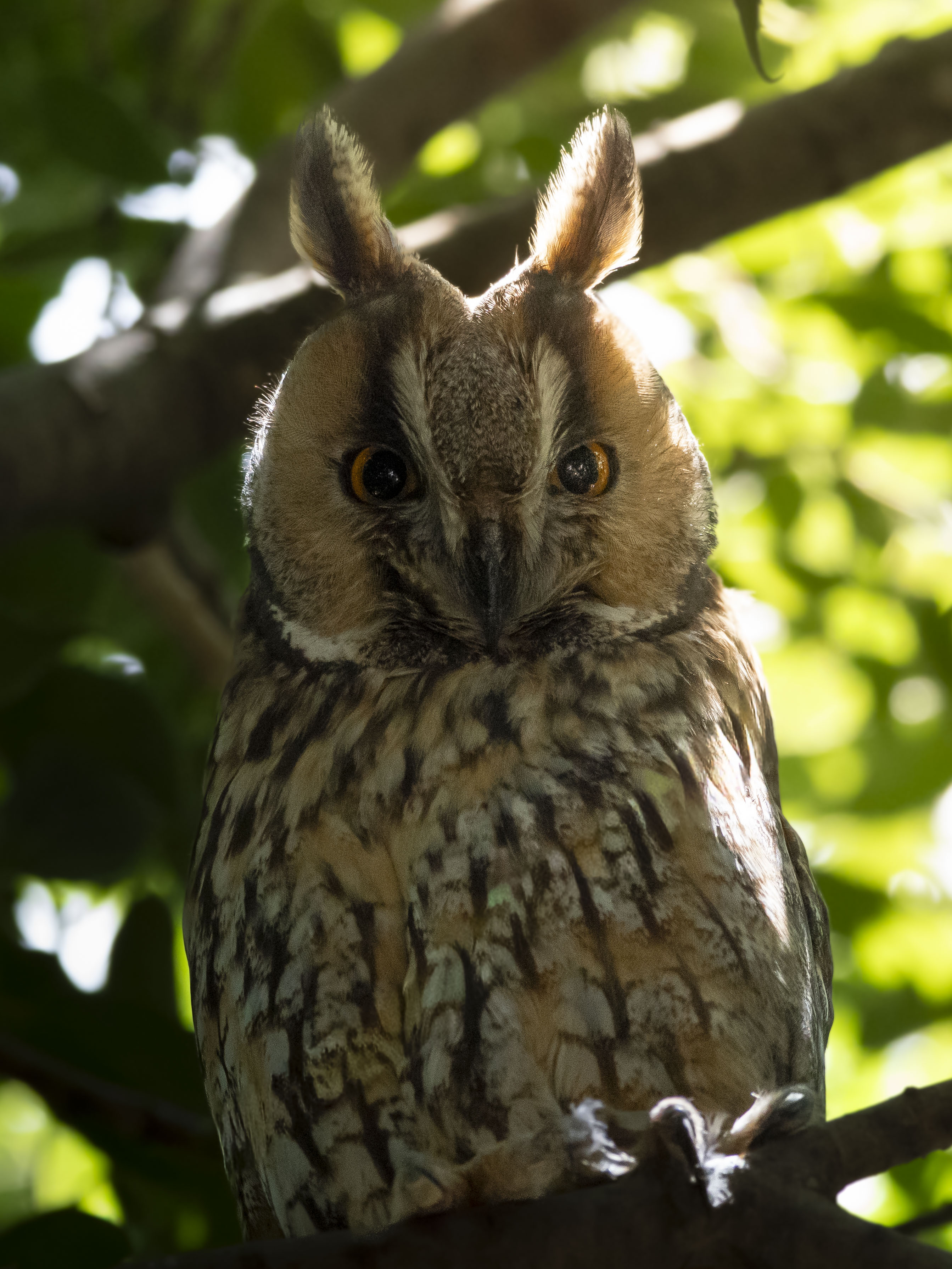 Buho chico Asio otus posado en una rama a la sombra de un arbol. Ave rapaz nocturna de ojos naranjas e intensos mirando al frente oculta en el follaje del bosque.