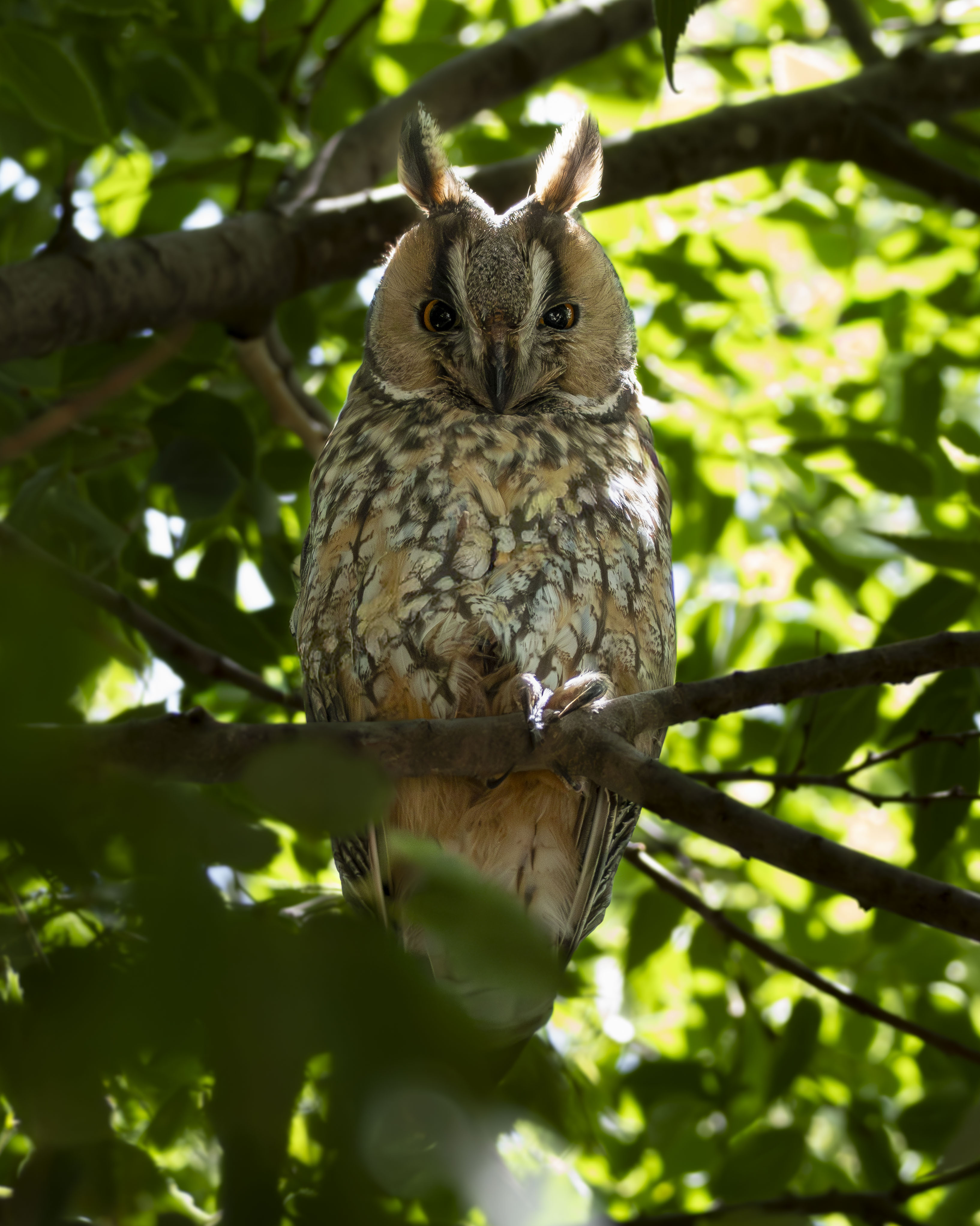 Buho chico Asio otus de cuerpo entero posado en la rama de un arbol. Ave rapaz nocturna camuflada en el espeso follaje verde del bosque en primavera. Fotografia de fauna silvestre en libertad.