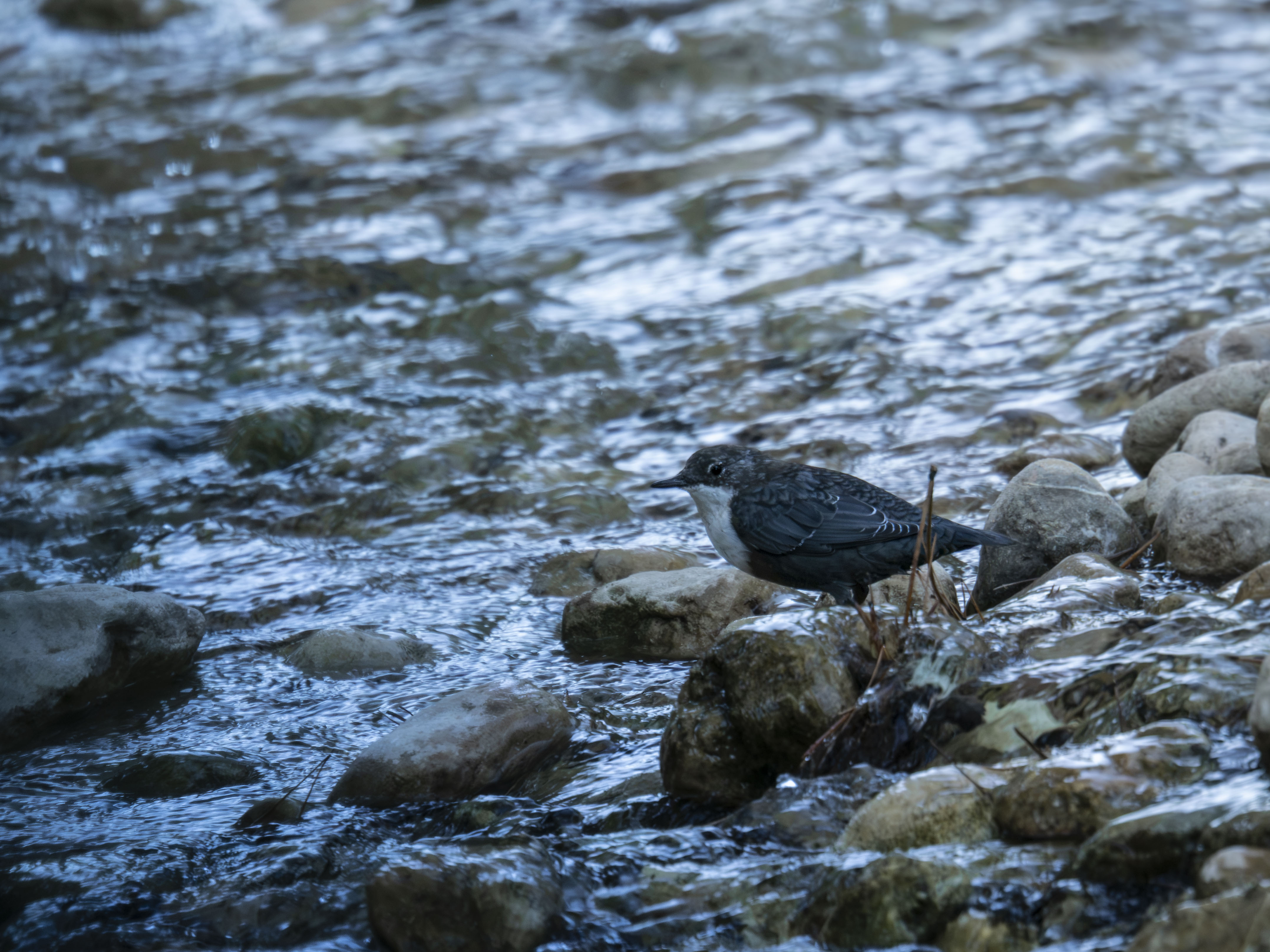 Mirlo acuático europeo (Cinclus cinclus) posado sobre rocas en un río de corriente rápida.