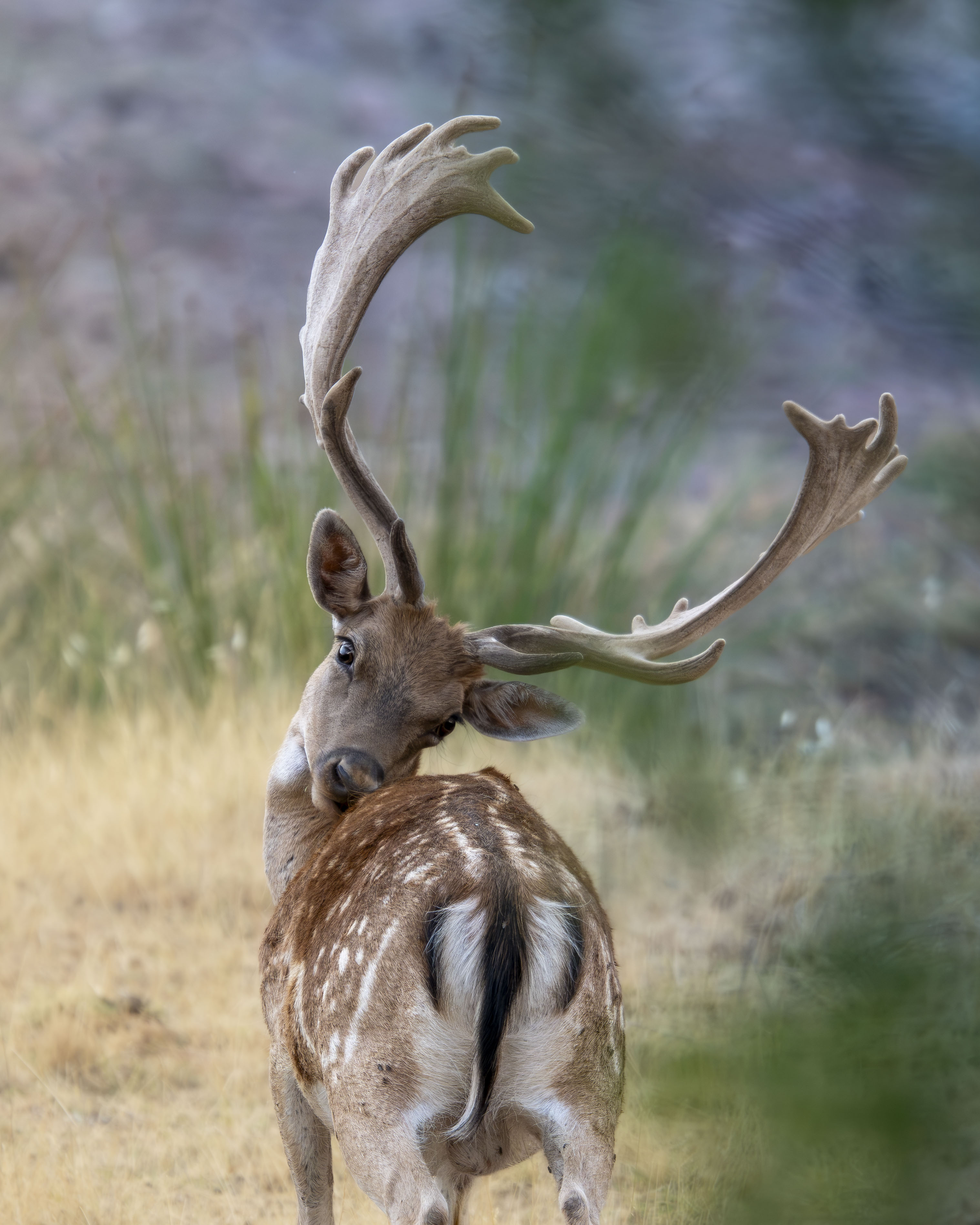 Macho de gamo (Dama dama) acicalando su pelaje moteado en un entorno natural de pradera.
