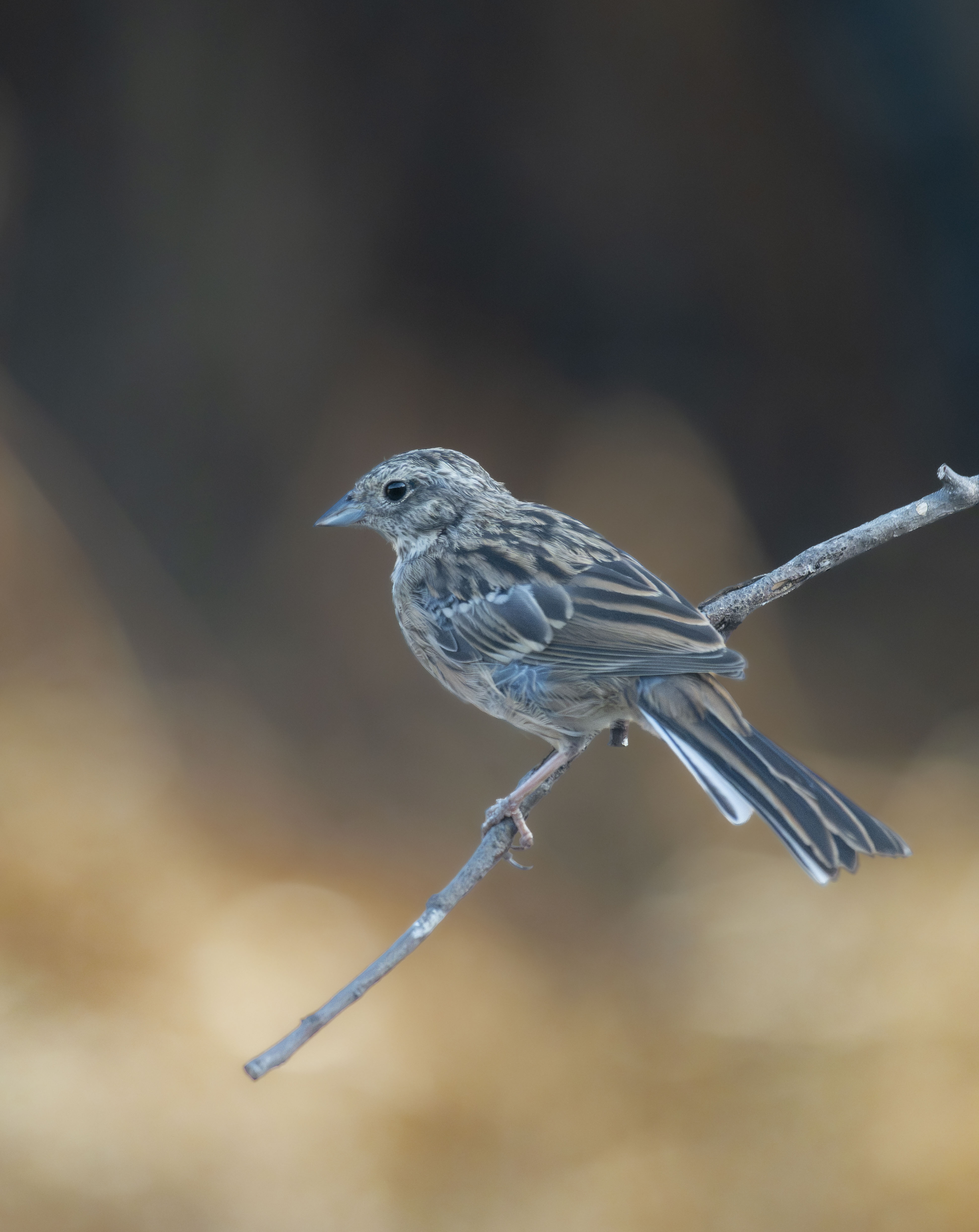 Escribano (Emberiza sp.) posado en una rama fina vertical contra fondo difuminado natural.
